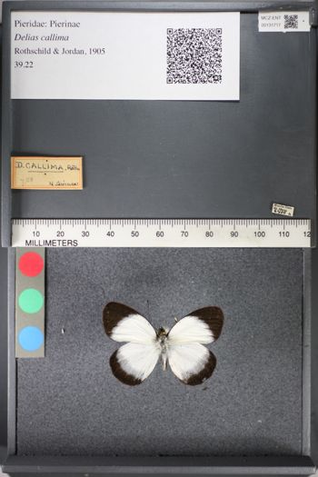 Media type: image;   Entomology 131717